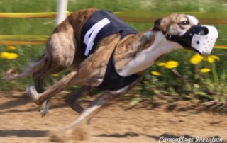 camifek_greppin2011_4_24_text